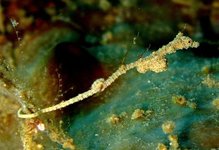 Discover the fish family with the most monstrous species in the world Picture 10
