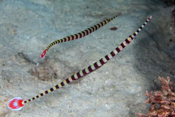 Discover the fish family with the most monstrous species in the world Picture 11