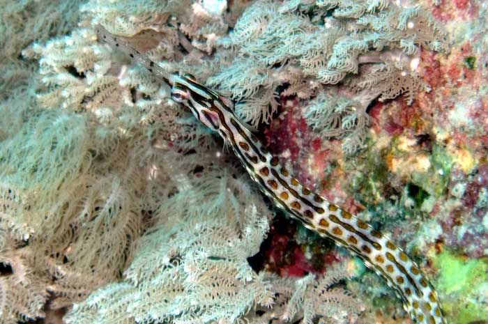 Discover the fish family with the most monstrous species in the world Picture 12