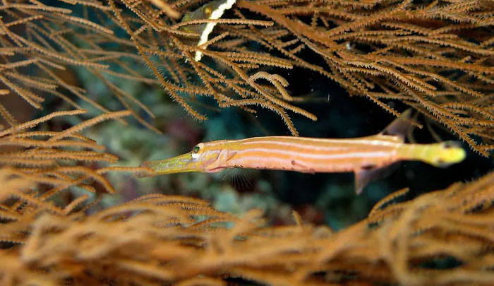 Discover the fish family with the most monstrous species in the world Picture 13