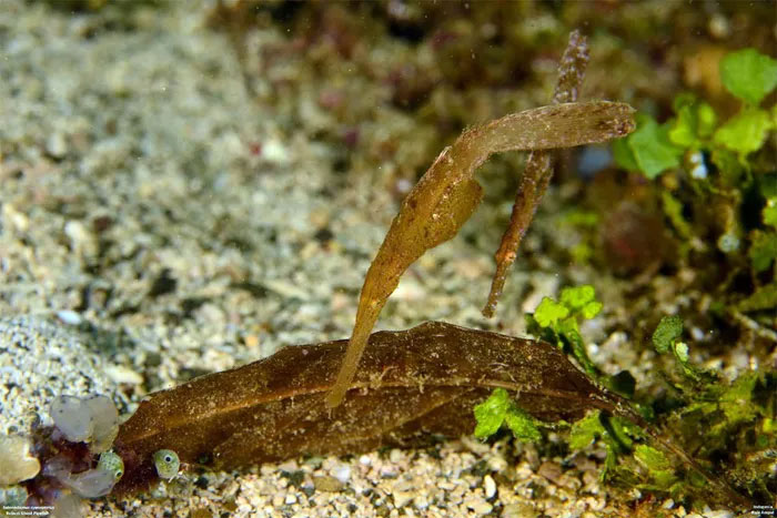 Discover the fish family with the most monstrous species in the world Picture 15
