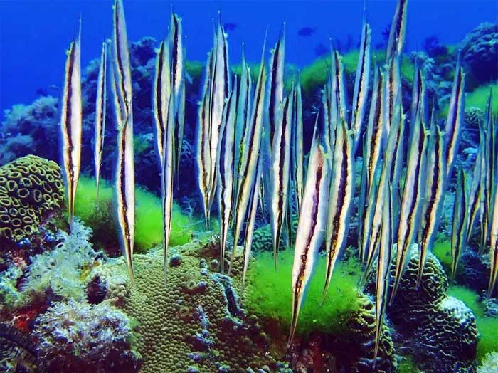 Discover the fish family with the most monstrous species in the world Picture 16