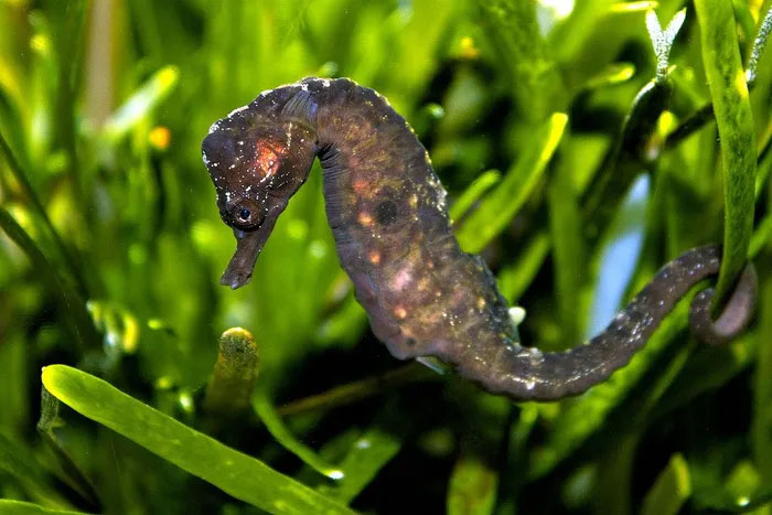 Discover the fish family with the most monstrous species in the world Picture 2