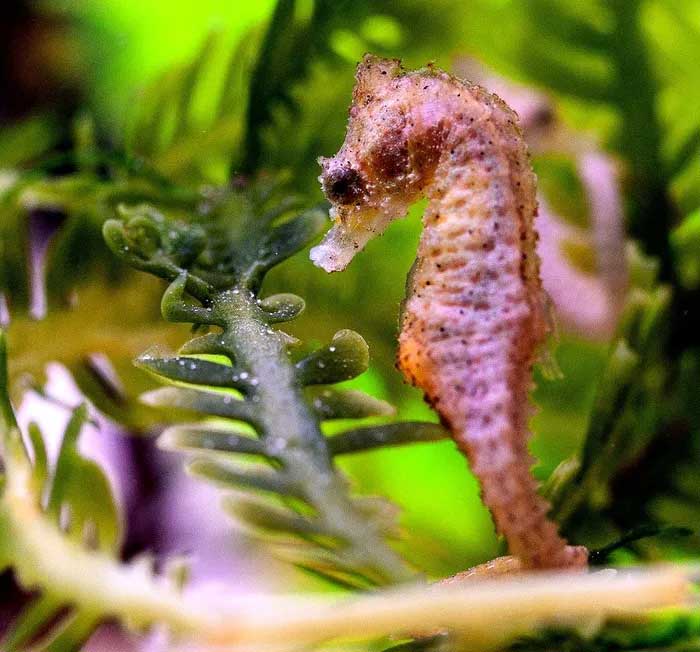 Discover the fish family with the most monstrous species in the world Picture 3