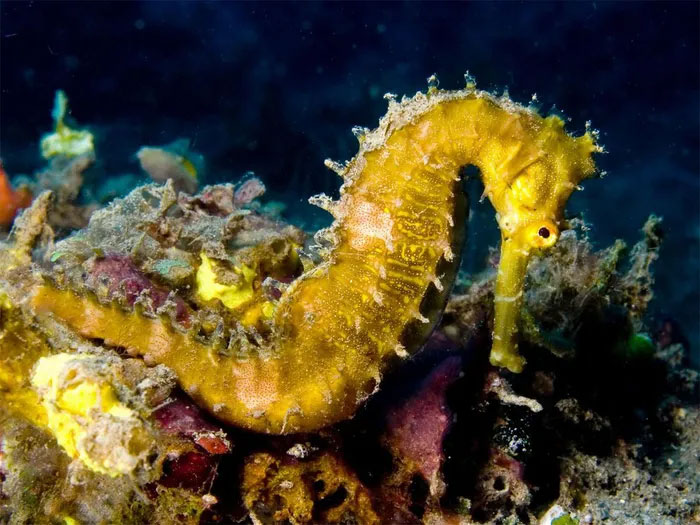 Discover the fish family with the most monstrous species in the world Picture 5
