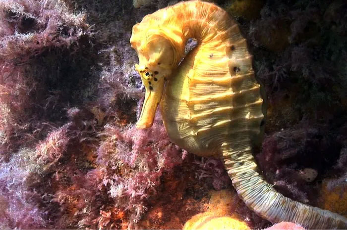 Discover the fish family with the most monstrous species in the world Picture 6