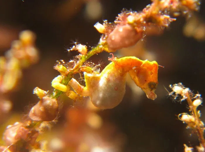 Discover the fish family with the most monstrous species in the world Picture 7