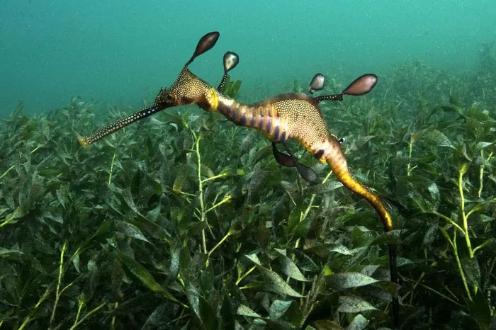 Discover the fish family with the most monstrous species in the world Picture 8