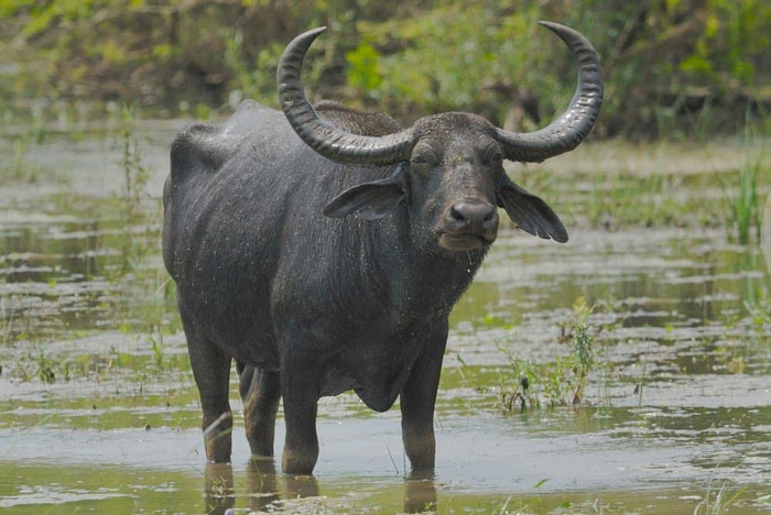 Picture 2 of Discover the secret of the water buffalo