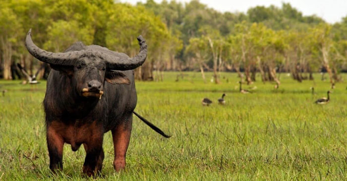 Picture 3 of Discover the secret of the water buffalo