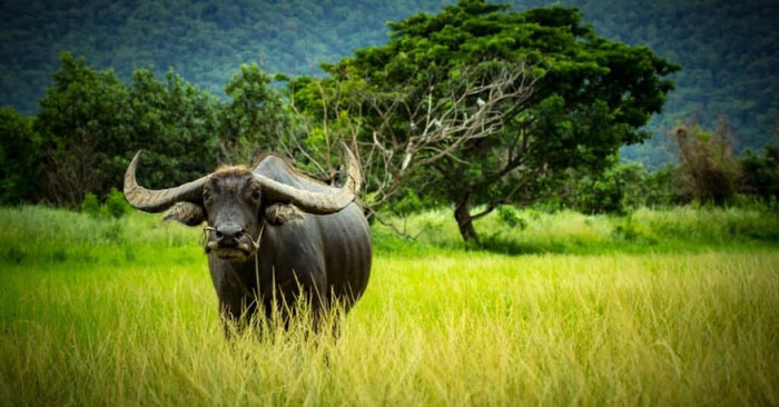 Picture 4 of Discover the secret of the water buffalo