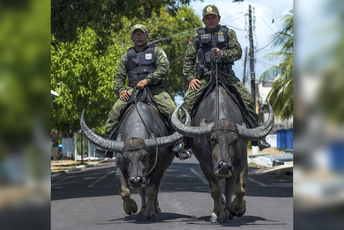 Picture 5 of Discover the secret of the water buffalo