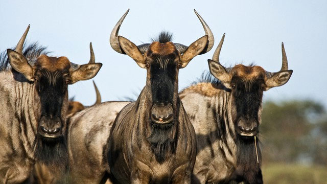 Picture 2 of Discover the secrets of the wildebeest in the African grasslands!