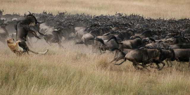Picture 4 of Discover the secrets of the wildebeest in the African grasslands!