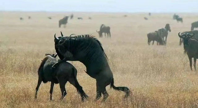 Picture 5 of Discover the secrets of the wildebeest in the African grasslands!