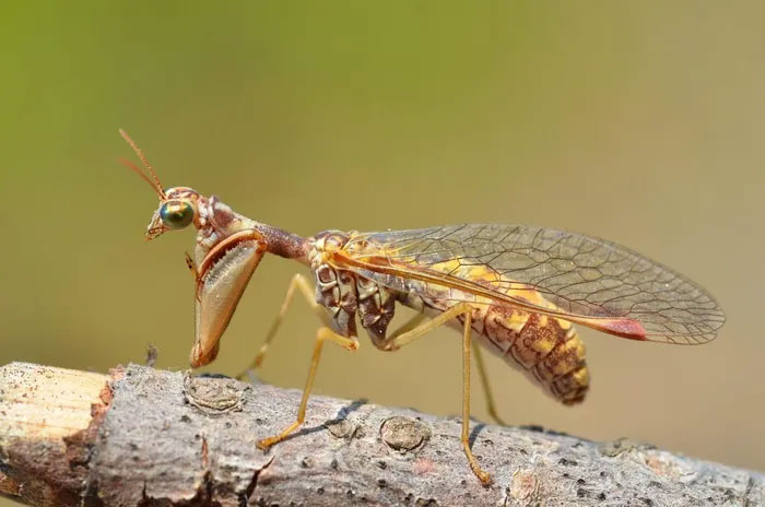 Picture 4 of Discover the uniqueness of vein-winged insects
