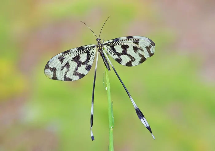 Picture 5 of Discover the uniqueness of vein-winged insects