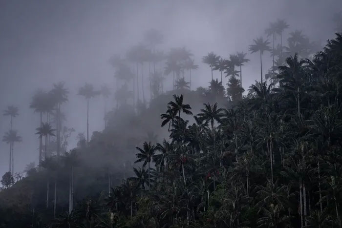 Picture 10 of Discover the world's tallest monocotyledonous plant