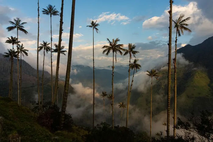 Picture 11 of Discover the world's tallest monocotyledonous plant