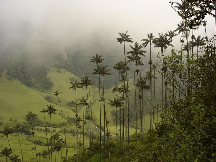 Picture 12 of Discover the world's tallest monocotyledonous plant