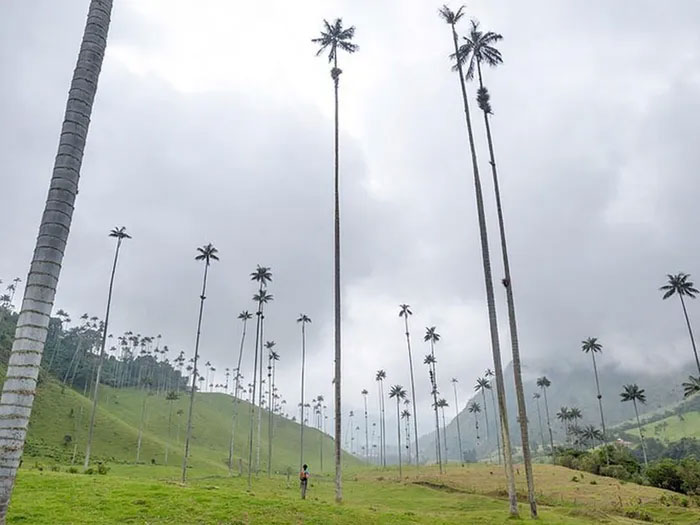 Picture 13 of Discover the world's tallest monocotyledonous plant