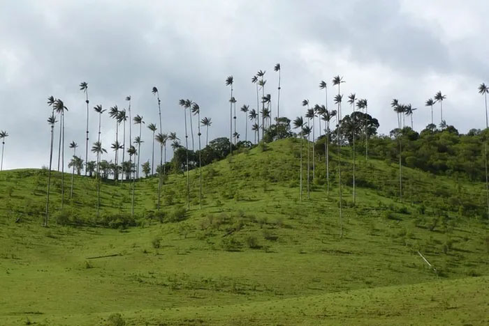 Picture 7 of Discover the world's tallest monocotyledonous plant