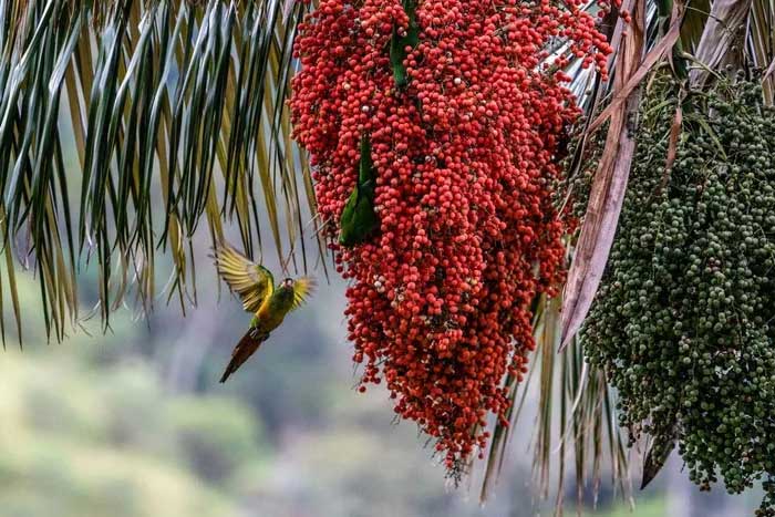 Picture 8 of Discover the world's tallest monocotyledonous plant
