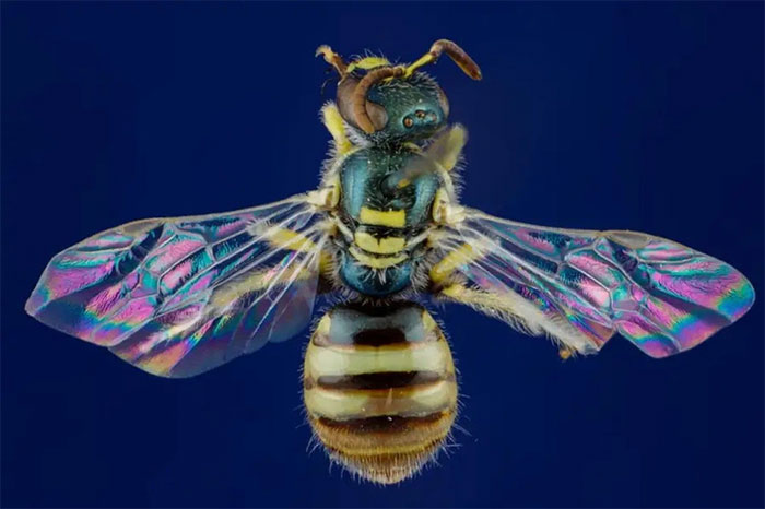 Picture 3 of Discover things you may not know about bees