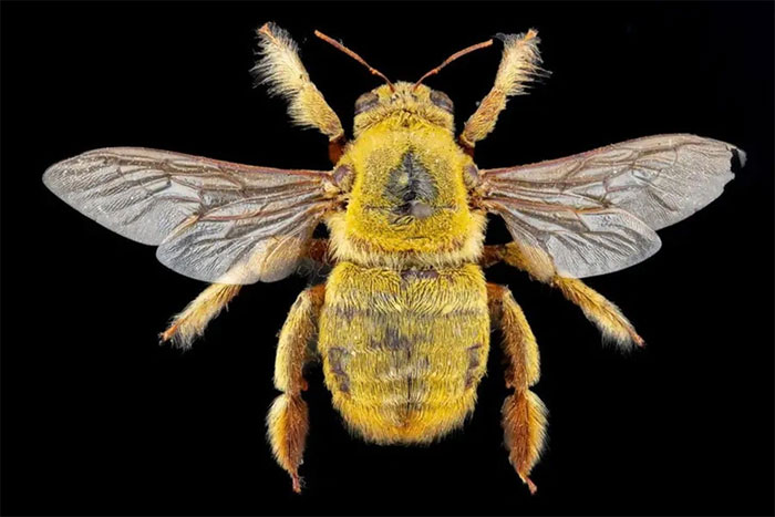 Picture 4 of Discover things you may not know about bees