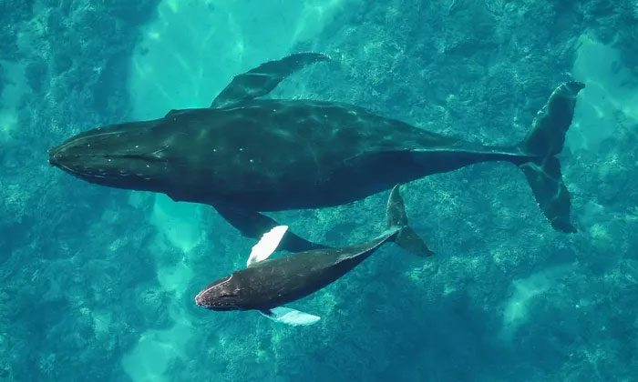Picture 3 of Discovered 7,000 humpback whales starved to death because of the heat wave