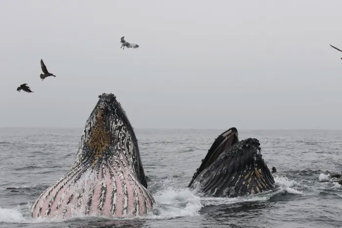Picture 4 of Discovered 7,000 humpback whales starved to death because of the heat wave