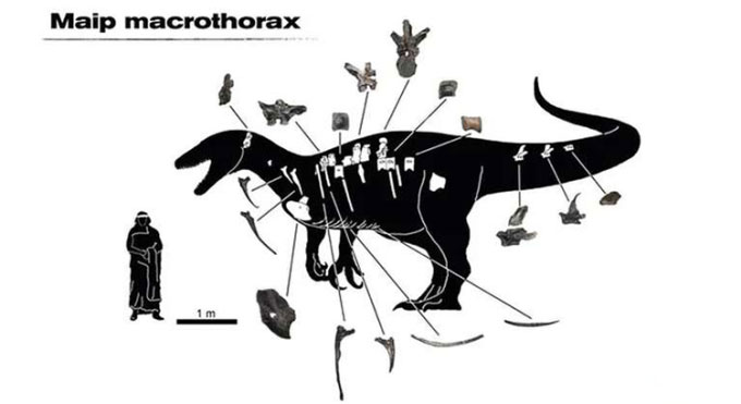 Picture 2 of Discovered a new giant predatory dinosaur, up to 10m long