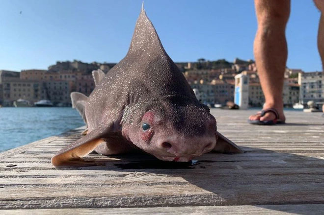 Picture 1 of Discovered a strange shark with a face... of a pig