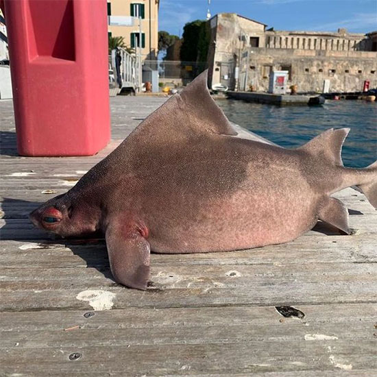 Picture 2 of Discovered a strange shark with a face... of a pig