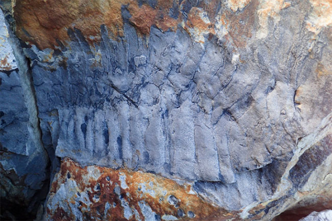 Discovered an ancient fossil as big as a crocodile Picture 1