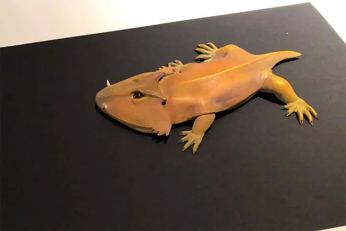 Discovered ancient amphibians with giant heads that use sticky tongues to catch prey Picture 2