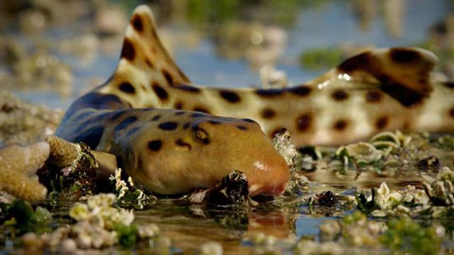 Picture 3 of Discovered Australian and New Guinea sharks evolved more legs, can hunt in shallow water