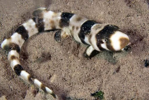 Picture 4 of Discovered Australian and New Guinea sharks evolved more legs, can hunt in shallow water