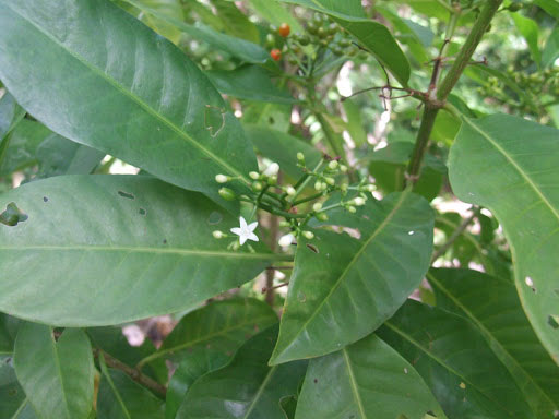 Picture 1 of Discovered 'backyard tree' in Samoa can help treat cancer, Covid-19