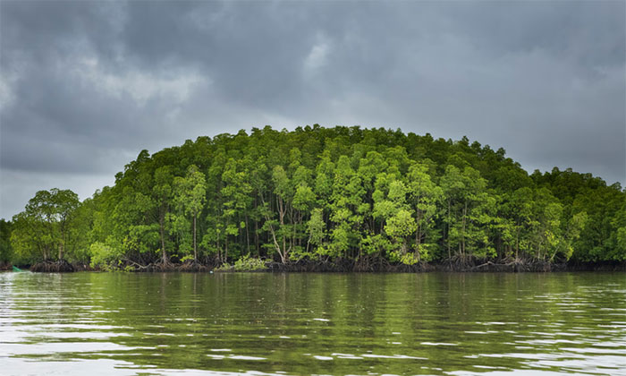 Picture 3 of Discovered cats swimming like fish and 700 species in Cambodia's mangrove forests