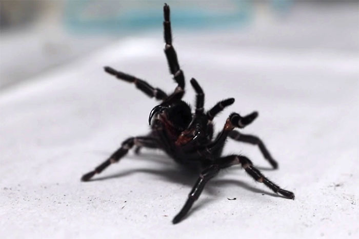 Picture 3 of Discovered extremely poisonous '8-legged monster' 7.6cm long, terrible fangs bite through human nails