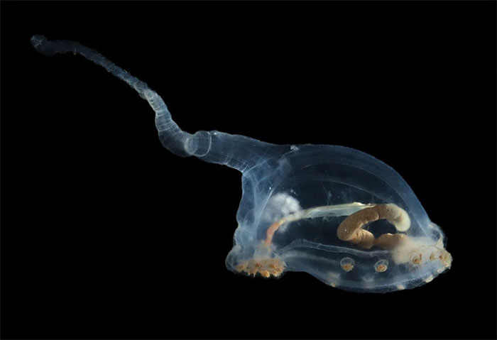 Picture 1 of Discovered many mysterious creatures under the Pacific Ocean, some living up to 15,000 years old