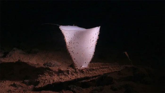 Picture 2 of Discovered many mysterious creatures under the Pacific Ocean, some living up to 15,000 years old