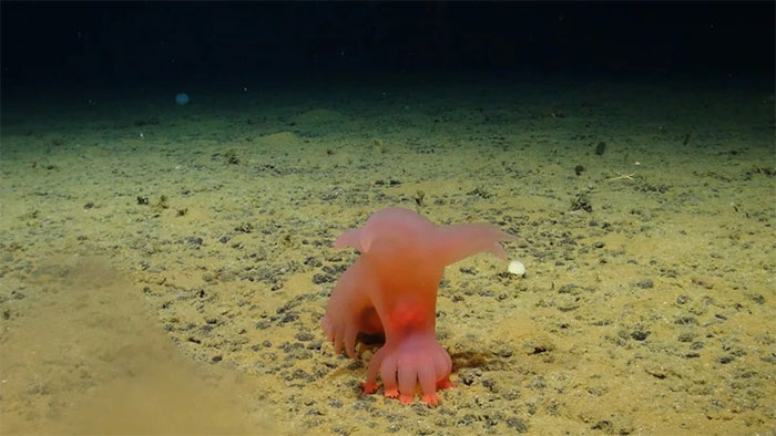 Picture 3 of Discovered many mysterious creatures under the Pacific Ocean, some living up to 15,000 years old