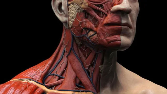 Picture 1 of Discovered more new body parts in the human body
