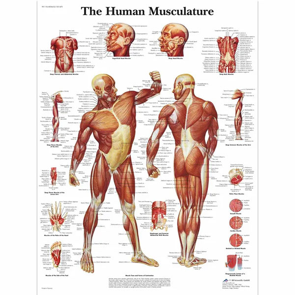 Picture 2 of Discovered more new body parts in the human body