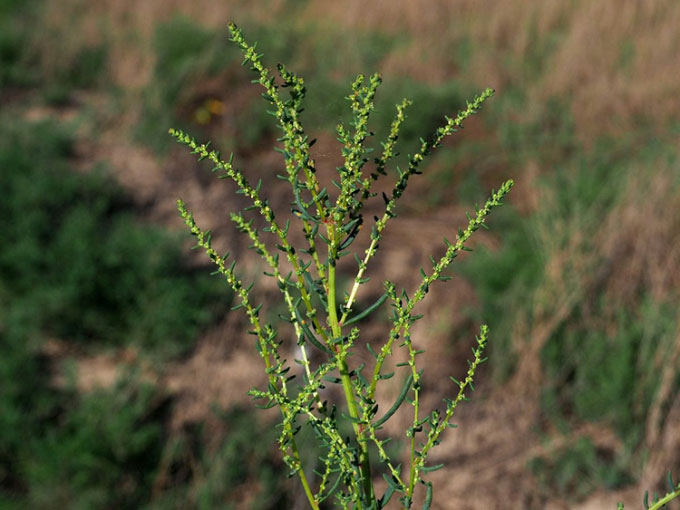 Discovered salt-tolerant plants that absorb hundreds of tons of salt per square kilometer of land Picture 1