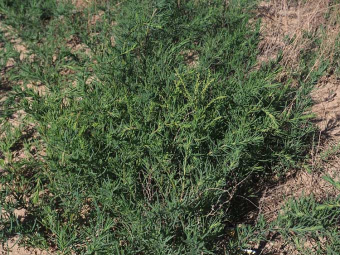 Discovered salt-tolerant plants that absorb hundreds of tons of salt per square kilometer of land Picture 2
