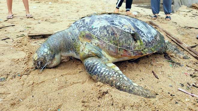Picture 1 of Discovered sea turtle carcasses washed up on the beach in Ba Ria-Vung Tau
