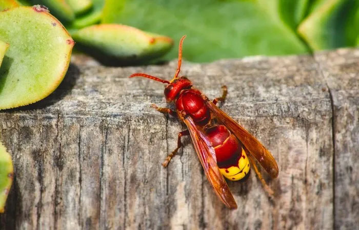 Picture 1 of Discovered the animal with the strongest 'alcohol capacity' in the world